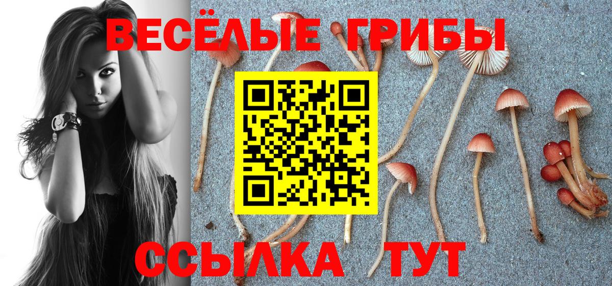 Псилоцибиновые грибы Psilocybe Уссурийск